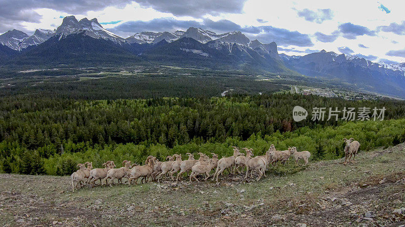 落基山大角羊(Ovis canada)风景